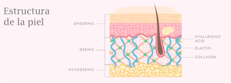 Estructura de la piel